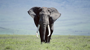 gray elephant on green grass during daytime